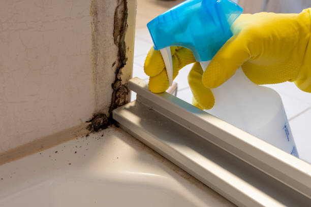 Best Asbestos and Lead Testing During Mold Inspection  in Youngstown, OH